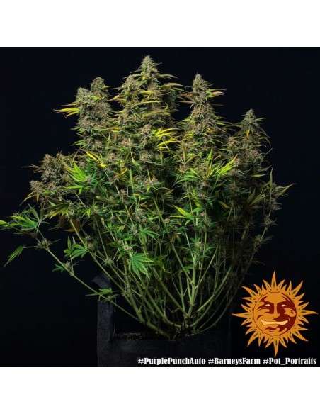Barney's Farm - Purple Punch Auto - 2