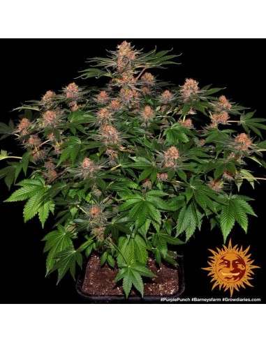 Barney's Farm - Purple Punch Auto - 3