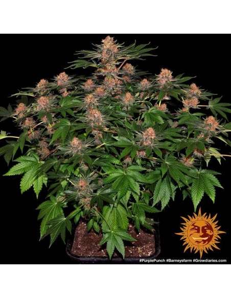 Barney's Farm - Purple Punch Auto - 3