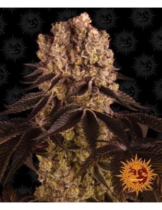 Barney's Farm - Purple Punch - 1