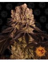 Barney's Farm - Purple Punch - 1