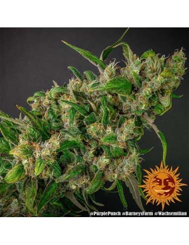 Barney's Farm - Purple Punch - 4