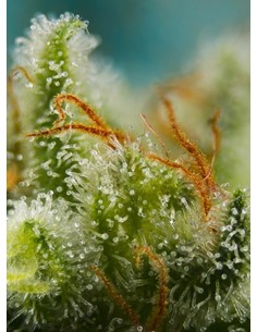 SWEET SEEDS - Big Devil XL Auto - 1 2