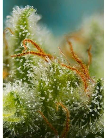 SWEET SEEDS - Big Devil XL Auto - 2