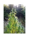 Easy Sativa 100szt - 1