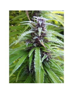 Easy Sativa 100szt - 1 2