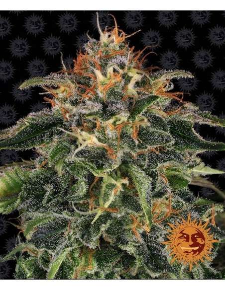 Barney's Farm - Moby Dick - 1