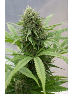 CBD Critical Mass - 1