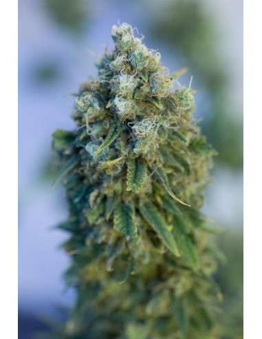 CBD Critical Mass - 3