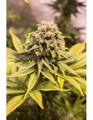 CBD Critical Mass - 4