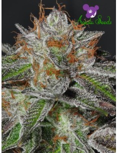 Anesia Seeds - Bruce Banner 3 - 1