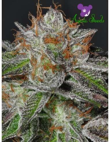 Anesia Seeds - Bruce Banner 3 - 1