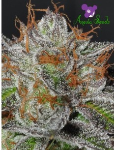 Anesia Seeds - Bruce Banner 3 - 1 2