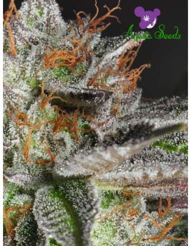 Anesia Seeds - Bruce Banner 3 - 3