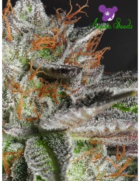 Anesia Seeds - Bruce Banner 3 - 3