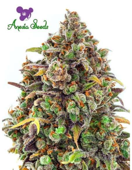 Anesia Seeds - Haze Queen - 1