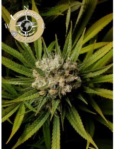 Anesia Seeds - Malawi Gold - 1