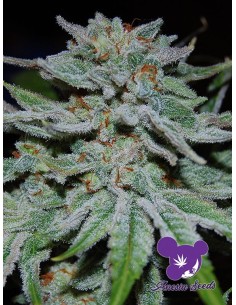 Anesia Seeds - Slurricane - 1