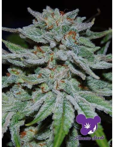 Anesia Seeds - Slurricane - 1