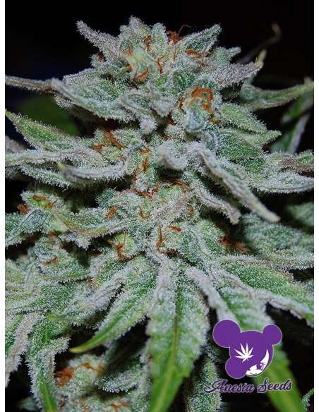 Anesia Seeds - Slurricane - 1