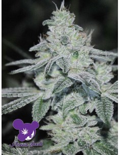 Anesia Seeds - Slurricane - 1 2