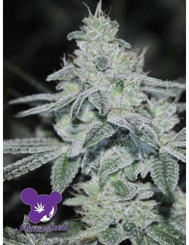 Anesia Seeds - Slurricane - 2