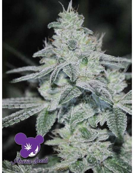 Anesia Seeds - Slurricane - 2