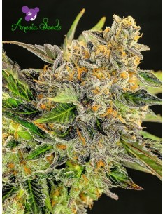 Anesia Seeds - Strawberry Kush - 1
