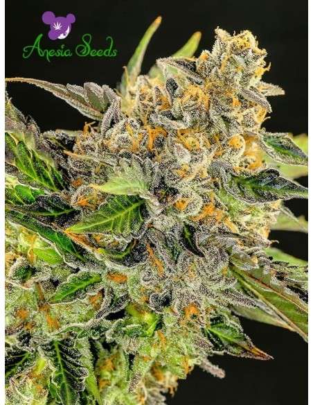 Anesia Seeds - Strawberry Kush - 1