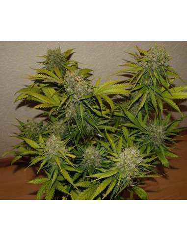 60 Day Grapefruit Auto - 1