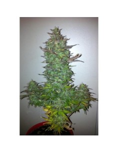 60 Day Grapefruit Auto - 1 2