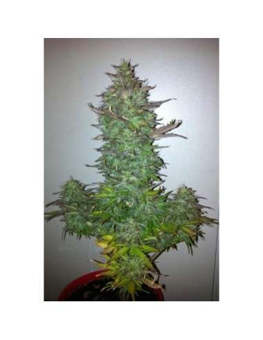 60 Day Grapefruit Auto - 2