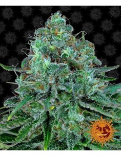 Barney's Farm - Critical Kush - 1