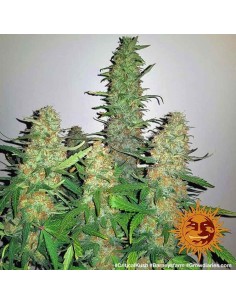 Barney's Farm - Critical Kush - 1 2
