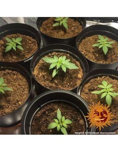 Barney's Farm - Critical Kush - 3