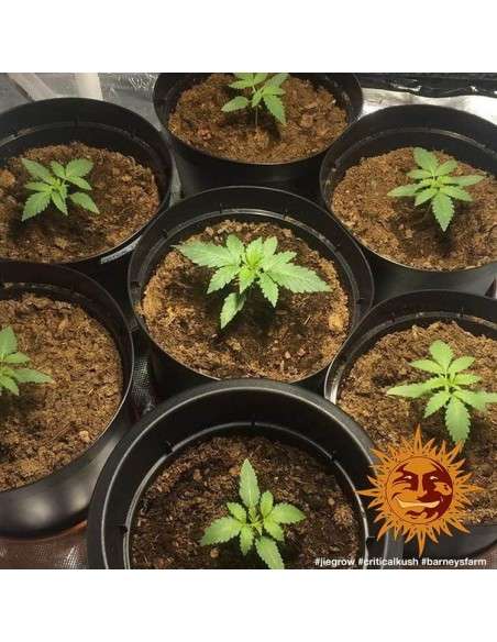 Barney's Farm - Critical Kush - 3