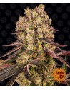 Barney's Farm - Runtz Muffin - 1