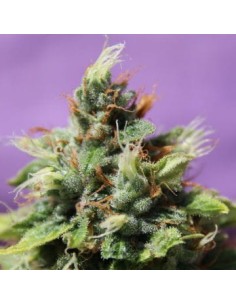 Anesia Seeds - Auto Future 1 - 1
