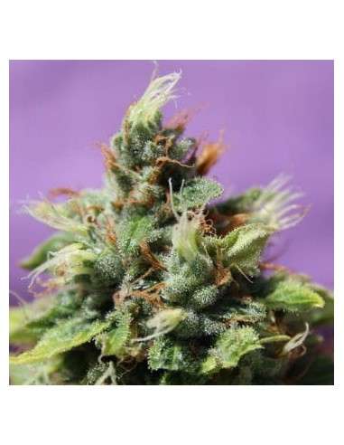 Anesia Seeds - Auto Future 1 - 1