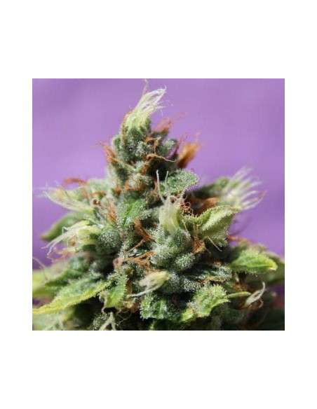 Anesia Seeds - Auto Future 1 - 1