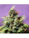 Anesia Seeds - Auto Future 1 - 1
