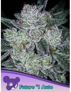 Anesia Seeds - Auto Future 1 - 1 2