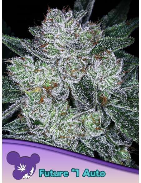 Anesia Seeds - Auto Future 1 - 2