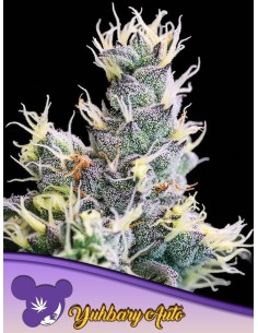 Anesia Seeds - Yuhbary Auto - 1