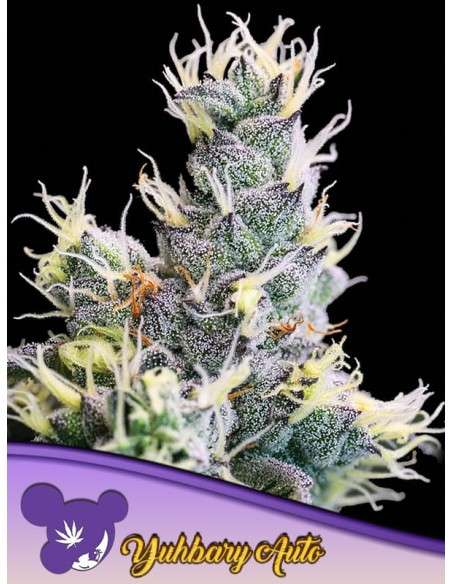 Anesia Seeds - Yuhbary Auto - 1