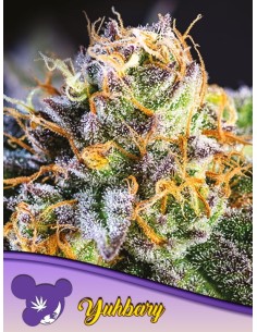 Anesia Seeds - Yuhbary - 1