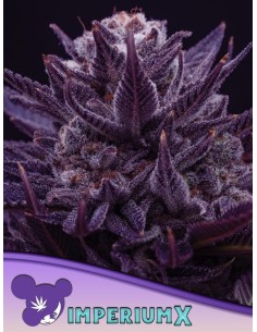 Anesia Seeds - Imperium X - 1