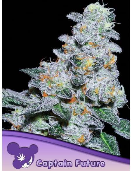 Anesia Seeds - Captain Future - 1