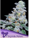 Anesia Seeds - Captain Future - 1