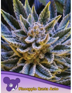 Anesia Seeds - Pineapple Runtz Auto - 1